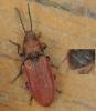 Anostirus parumcostatus